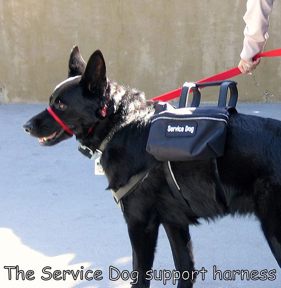 A specialized saddle harness supports owner