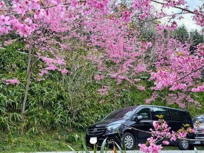 櫻花樹下的九人座車
