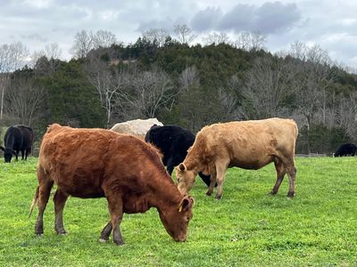 Crops2Cattle’s Slow-release liquid fertilizer for hay and pasture