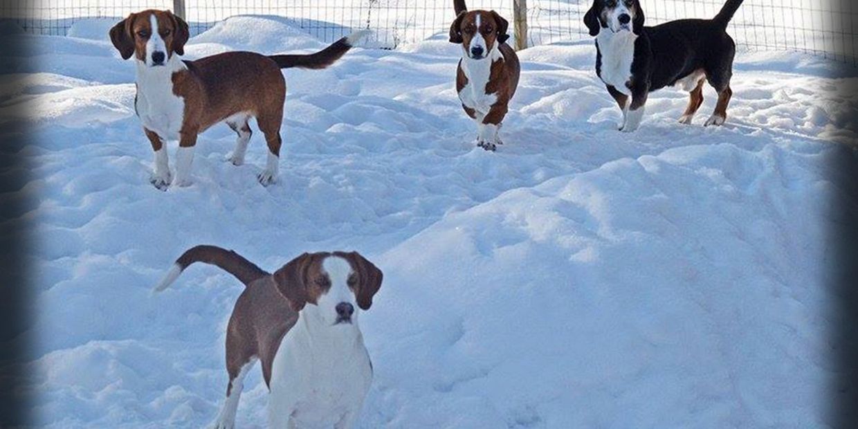 Drevers come in a variety of colors. White must be on tip of tail, all 4 feet, chest, face and neck.