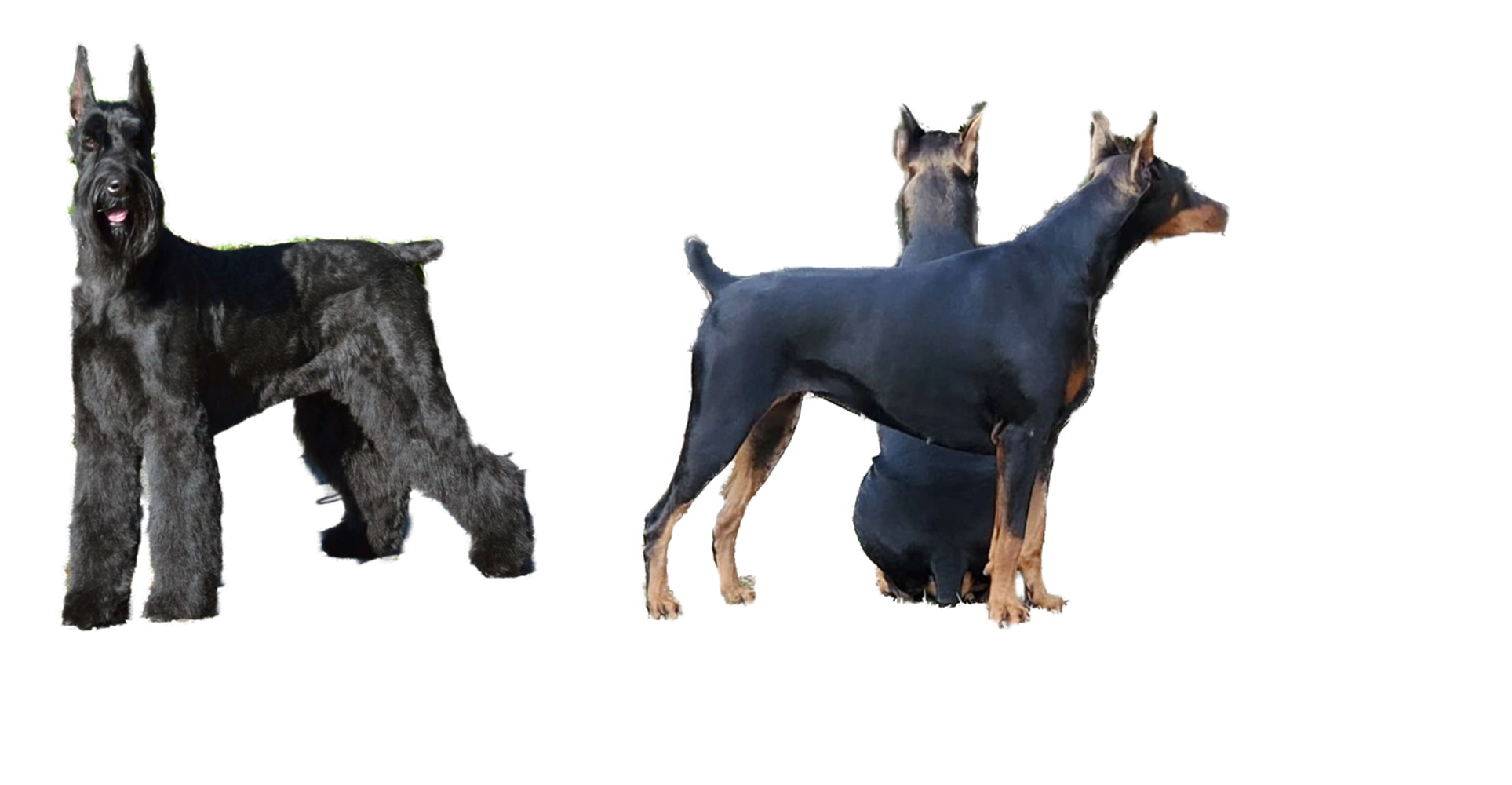 Éleveur de schnauzer géant et doberman