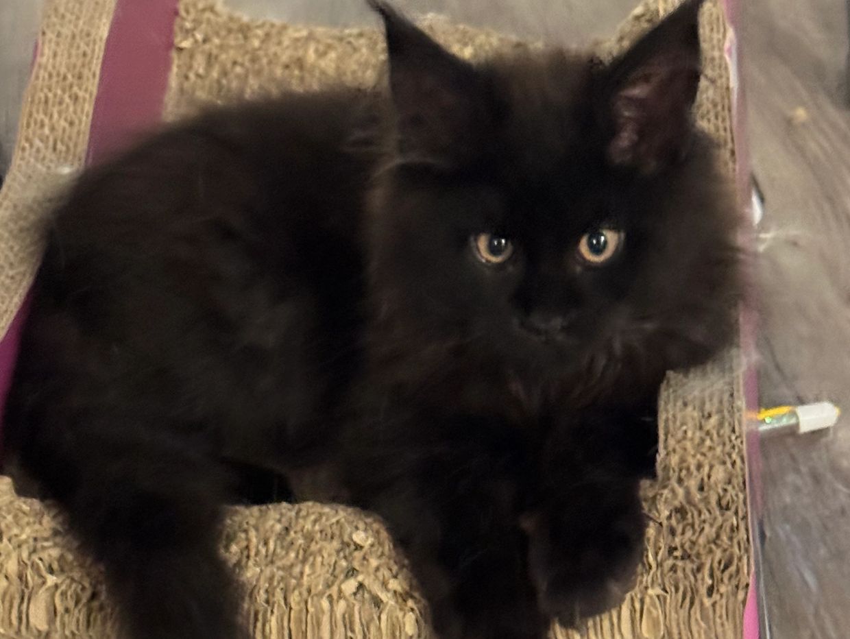 Jett our black smoke main coon