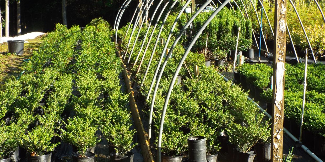 Rows of green shrubs growing in pots under a greenhouse frame.