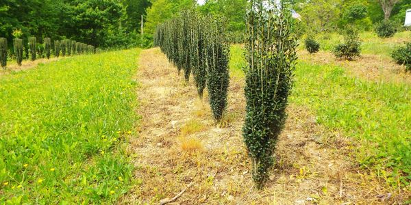 Rows of neatly trimmed evergreen shrubs in a sunny garden.