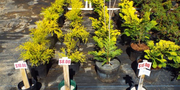 Potted plants with price tags displayed outdoors in sunlight.