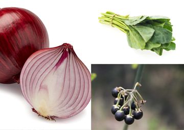 drum stick leaves, moringa oleifera
