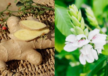 adoosa (adhatoda vasika)