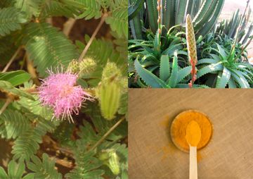 aloe vera, mimosa pudica