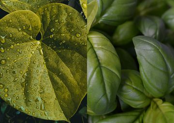 tinospora cordifolia, ocimum sanctum