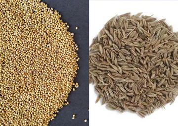 kishneez khusk, dhaniya, coriandrum sativum