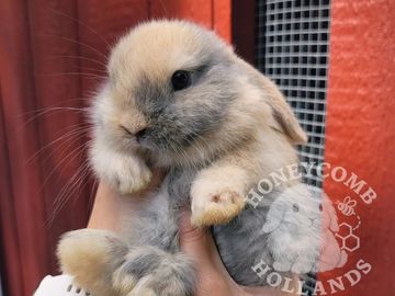 Purebred Holland lop baby bunnies near me in Westchester County, NY, Connecticut New York New Jersey
