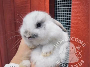 Purebred Holland lop baby bunnies near me in Westchester County, NY, Connecticut New York New Jersey