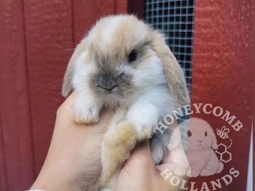 Purebred Holland lop baby bunnies near me in Westchester County, NY, Connecticut New York New Jersey