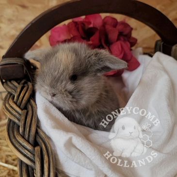Honeycomb Hollands, Westchester County New York baby Holland Lop bunnies for sale in NY, NJ, and CT