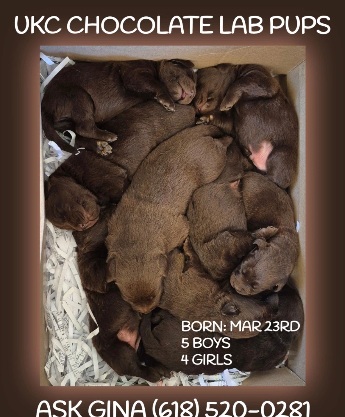 CHOCOLATE LAB PUPPIES