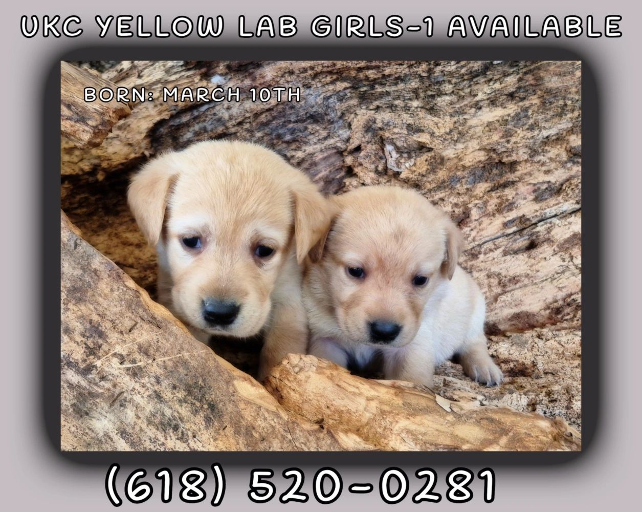 YELLOW LAB FEMALE