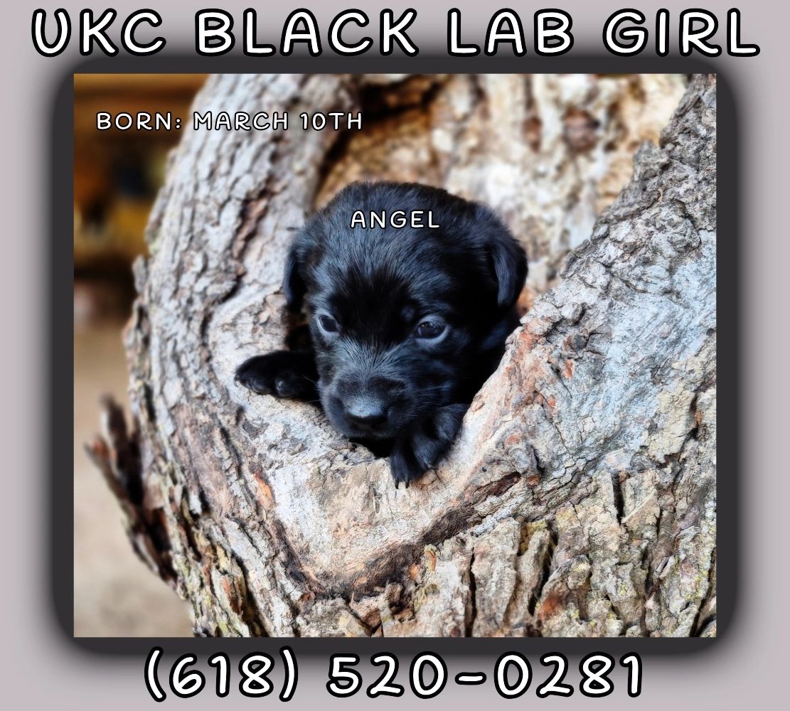 BLACK LAB FEMALE PUPPY