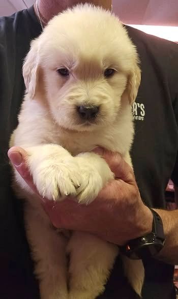 AKC GOLDEN PUPPY