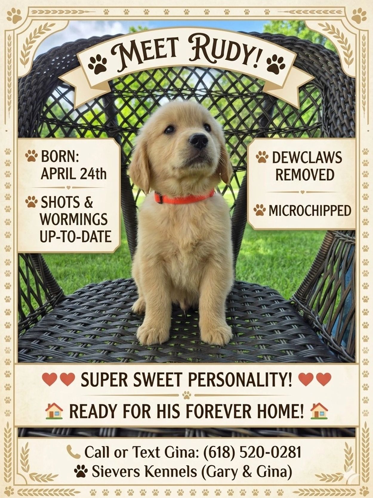 AKC GOLDEN RETRIEVER PUP