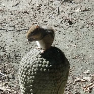 A small chipmunk perched on a textured stone surface outdoors.