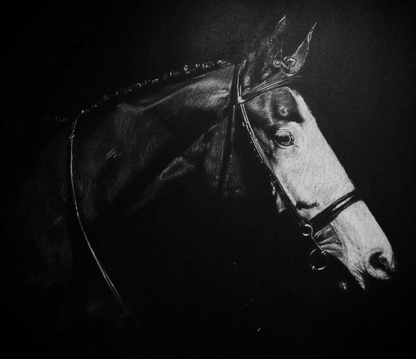 Dark Horse Portrait 