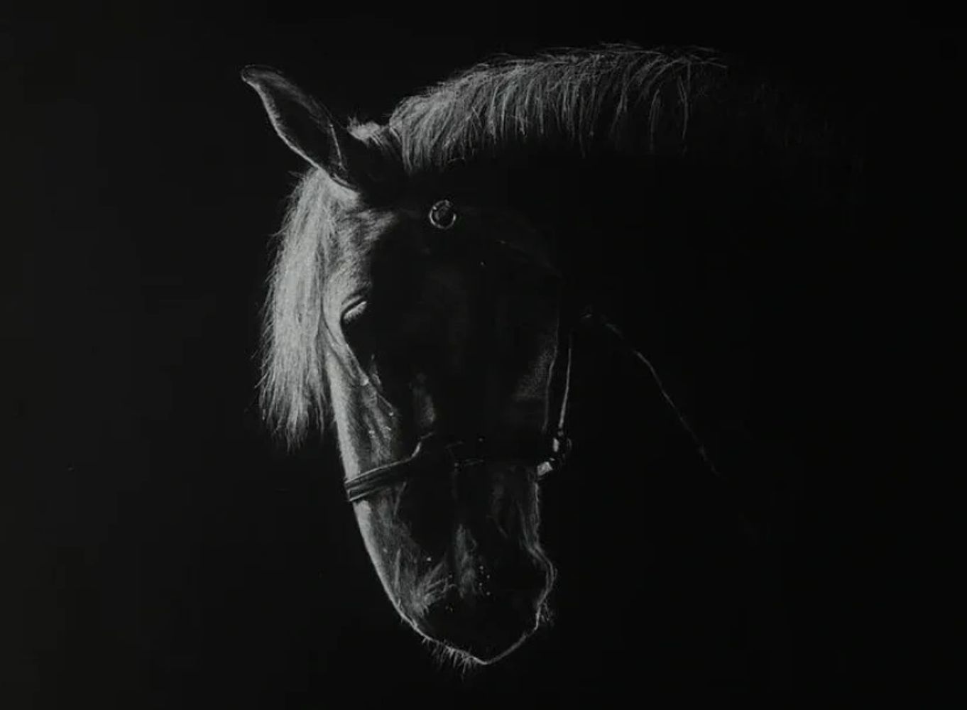 Dark horse portrait