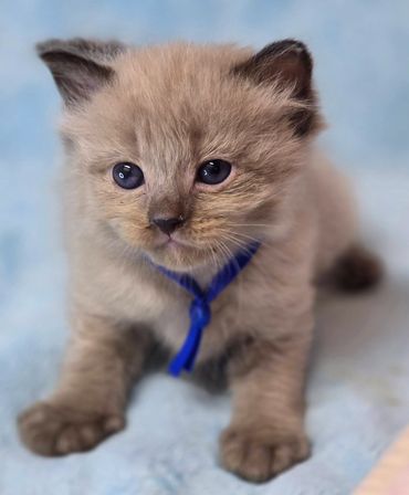 SEPIA (CHERUBIM) RAGDOLLS