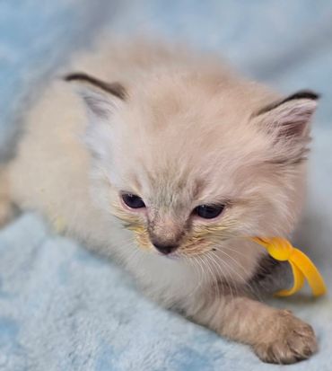 SEPIA (CHERUBIM) RAGDOLLS