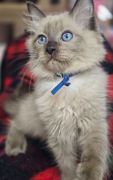 DOB 6/2/26
Ready for adoption