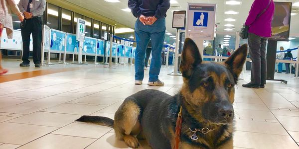 Training calm behavior busy airport security check.