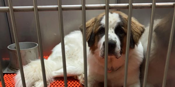 Dog don't deserve abandonment and unfair treatment. Training helps prevention.