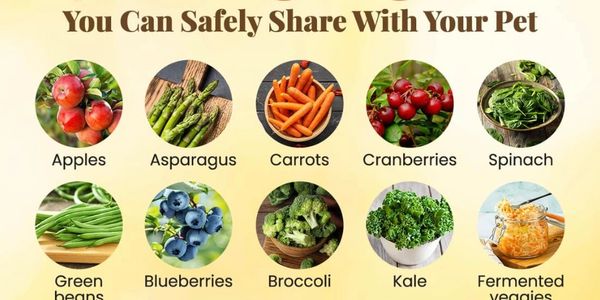 Many safe foods for dogs are already in your kitchen or grocery store.