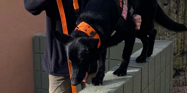 Learning to cope with balance and focus trusting the handler