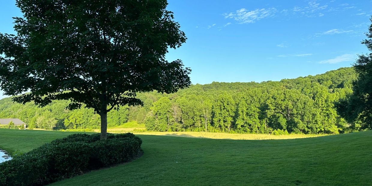 A lone tree on a grassy field with forested hills.