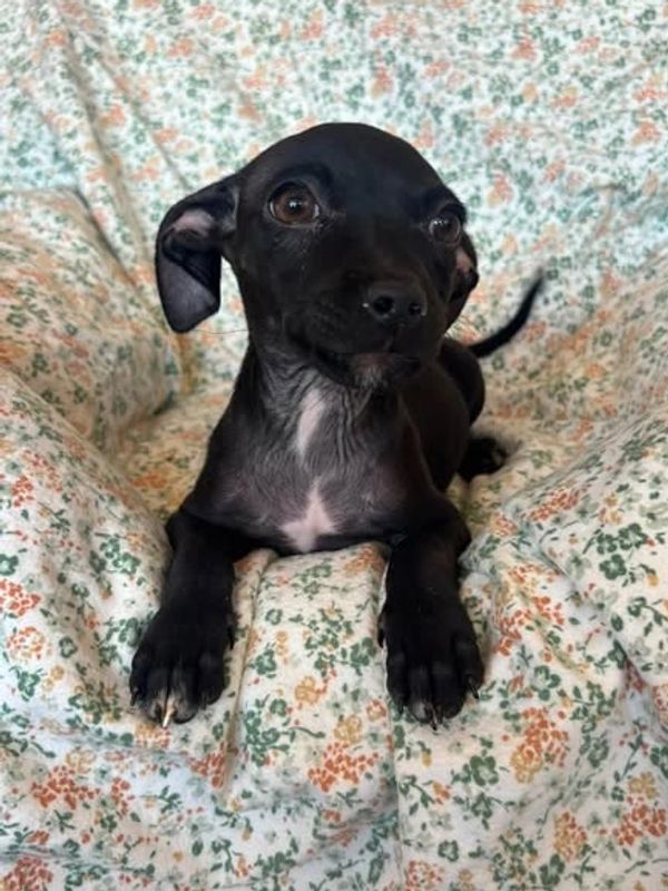 Small black puppy lying on floral blanket.