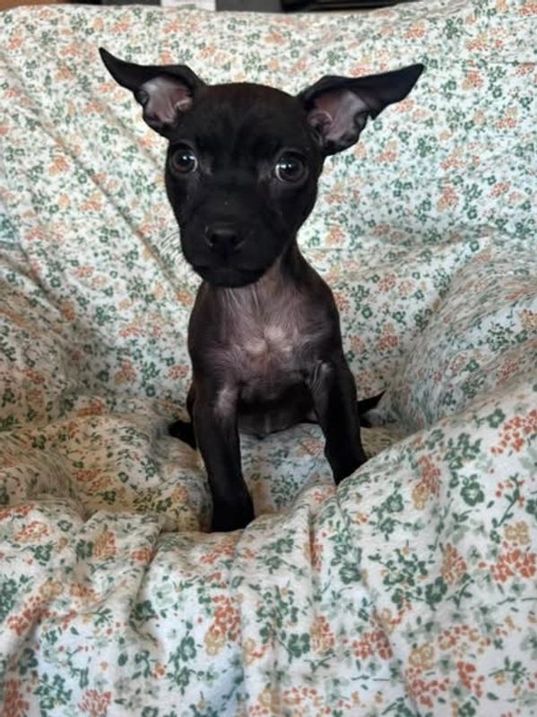Small black puppy with large ears sitting on a floral blanket.