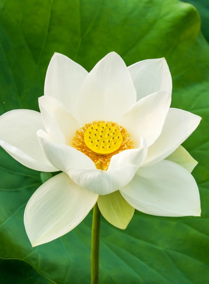 Our  flower represents mental health recovery, signifying strength, purity, and rebirth as it grows