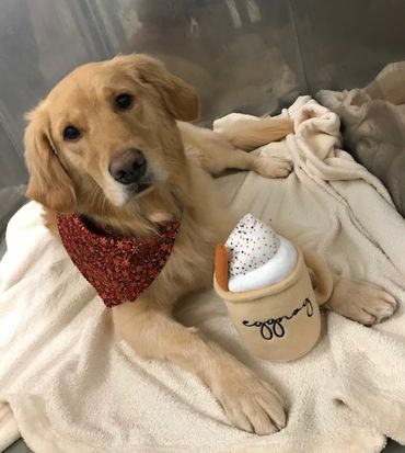 Home grooms, dog grooming at home, mobile grooming