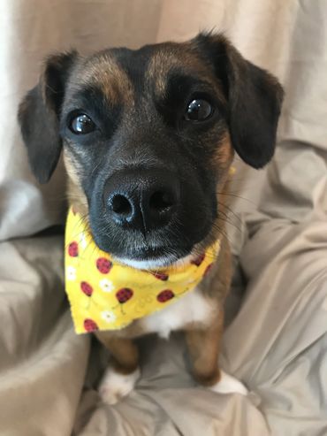 Home grooms, dog grooming at home, mobile grooming