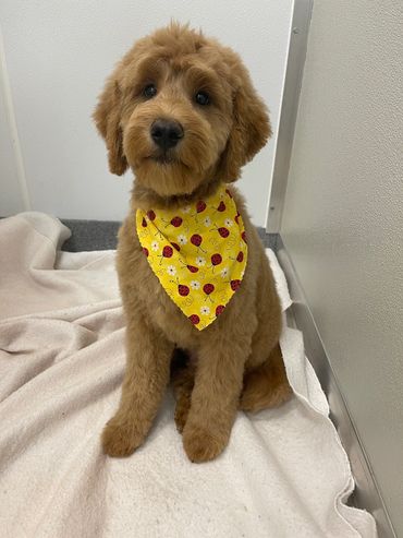 Home grooms, dog grooming at home, mobile grooming