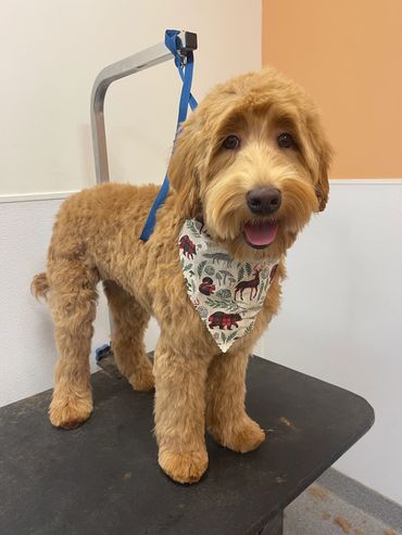 Home grooms, mobile grooming, dog grooming at home