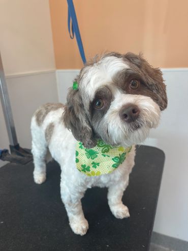 Home grooms, dog grooming at home, mobile grooming