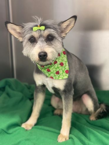 Home grooms, mobile grooming, dog grooming at home