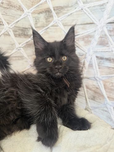 Fluffy black kitten with bright eyes resting on a cushion in a cozy net chair.