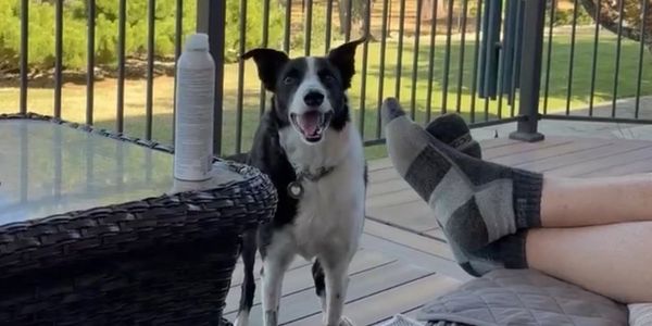 Happy dog standing on a porch next to a person relaxing.