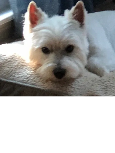 Closeup shot of puppy in white on the display