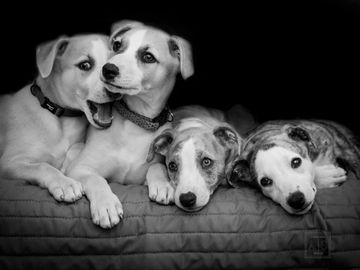 adorable pet portrait, puppy portrait, puppies, Whippets. Memphis, TN pet photographer.