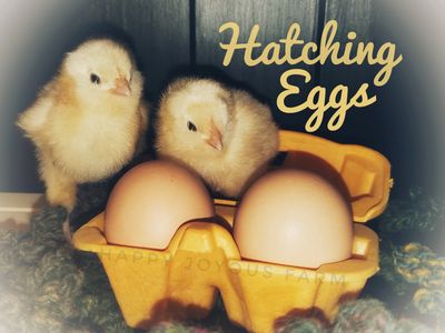 Chicks from our hatchery at Happy Joyous Farm Pikeville, TN 
