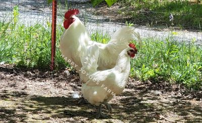 American Bresse Chicken at Happy Joyous Farm, Pikeville, TN from our Hatching Eggs