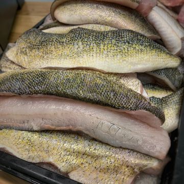 PICKEREL (WALLEYE)